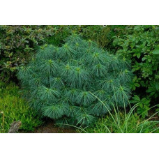 Сосна гімалайська Нана | Сосна гималайская Нана | Pinus wallichiana Nana