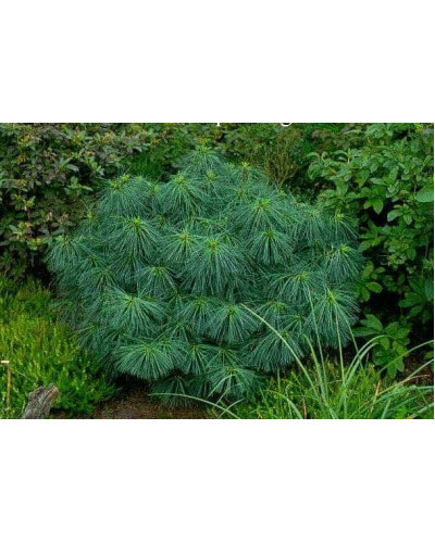 Сосна гімалайська Нана | Сосна гималайская Нана | Pinus wallichiana Nana