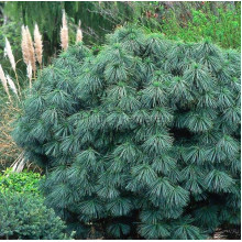 Сосна гімалайська Нана | Сосна гималайская Нана | Pinus wallichiana Nana