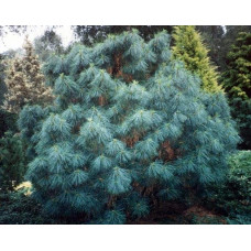 Сосна гімалайська Нана | Сосна гималайская Нана | Pinus wallichiana Nana