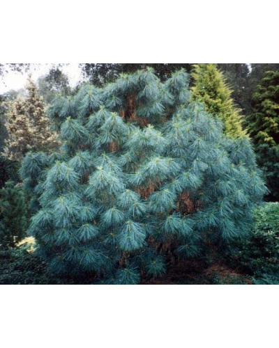 Сосна гімалайська Нана | Сосна гималайская Нана | Pinus wallichiana Nana