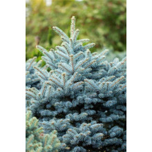 Ялина колюча Глаука Місті Блю | Picea pungens Glauca Misty Blue | Ель колючая Глаука Мисти Блю