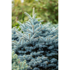 Ялина колюча Глаука Місті Блю | Picea pungens Glauca Misty Blue | Ель колючая Глаука Мисти Блю