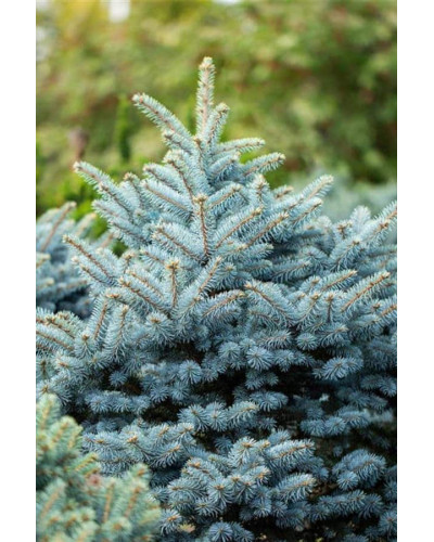 Ялина колюча Глаука Місті Блю | Picea pungens Glauca Misty Blue | Ель колючая Глаука Мисти Блю