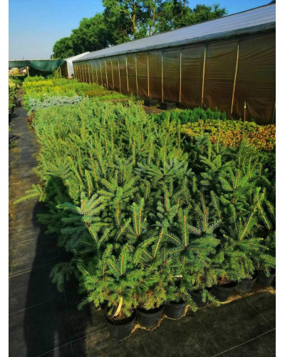 Ялина колюча Глаука Місті Блю | Picea pungens Glauca Misty Blue | Ель колючая Глаука Мисти Блю