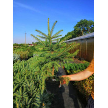 Ялина колюча Глаука Місті Блю | Picea pungens Glauca Misty Blue | Ель колючая Глаука Мисти Блю