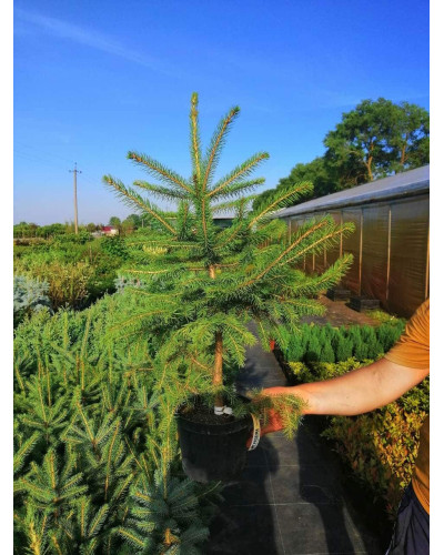 Ялина колюча Глаука Місті Блю | Picea pungens Glauca Misty Blue | Ель колючая Глаука Мисти Блю