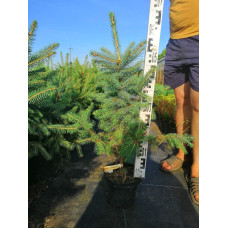 Ялина колюча Глаука Місті Блю | Picea pungens Glauca Misty Blue | Ель колючая Глаука Мисти Блю