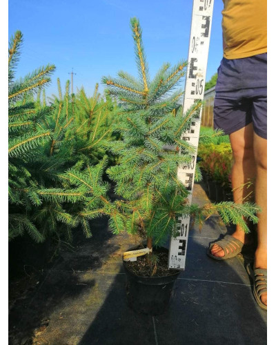 Ялина колюча Глаука Місті Блю | Picea pungens Glauca Misty Blue | Ель колючая Глаука Мисти Блю