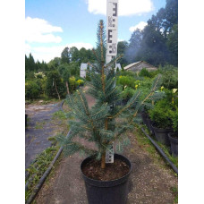 Ялина колюча Глаука Місті Блю | Picea pungens Glauca Misty Blue | Ель колючая Глаука Мисти Блю