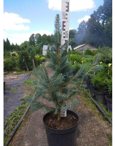 Ялина колюча Глаука Місті Блю | Picea pungens Glauca Misty Blue | Ель колючая Глаука Мисти Блю