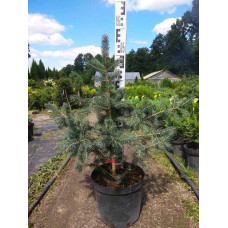 Ялина колюча Глаука Місті Блю | Picea pungens Glauca Misty Blue | Ель колючая Глаука Мисти Блю