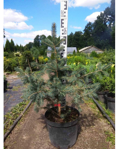 Ялина колюча Глаука Місті Блю | Picea pungens Glauca Misty Blue | Ель колючая Глаука Мисти Блю