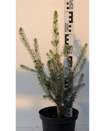 Ялина колюча Глаука Місті Блю | Picea pungens Glauca Misty Blue | Ель колючая Глаука Мисти Блю