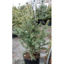 Ялина колюча Глаука Місті Блю | Picea pungens Glauca Misty Blue | Ель колючая Глаука Мисти Блю