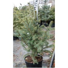 Ялина колюча Глаука Місті Блю | Picea pungens Glauca Misty Blue | Ель колючая Глаука Мисти Блю