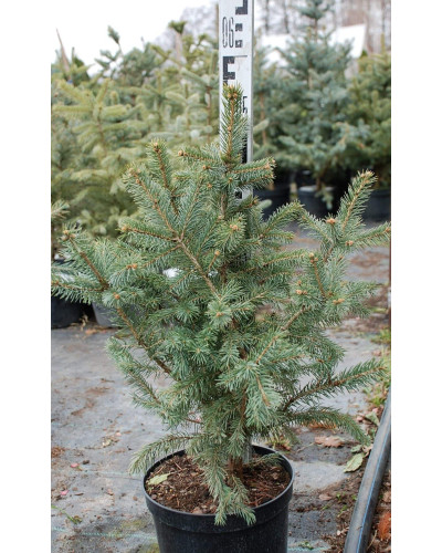 Ялина колюча Глаука Місті Блю | Picea pungens Glauca Misty Blue | Ель колючая Глаука Мисти Блю