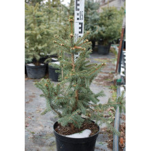Ялина колюча Глаука Місті Блю | Picea pungens Glauca Misty Blue | Ель колючая Глаука Мисти Блю