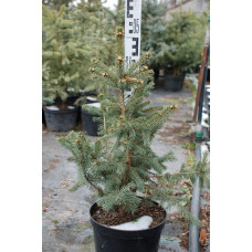 Ялина колюча Глаука Місті Блю | Picea pungens Glauca Misty Blue | Ель колючая Глаука Мисти Блю