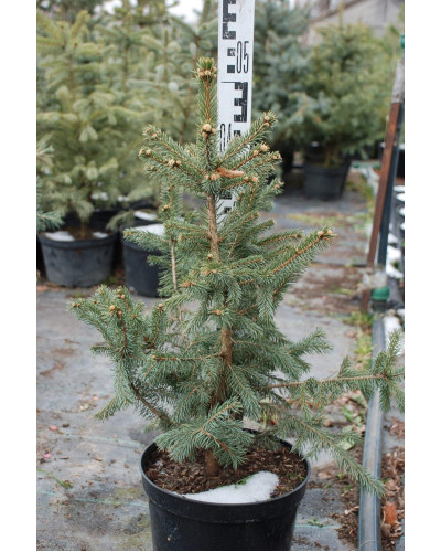 Ялина колюча Глаука Місті Блю | Picea pungens Glauca Misty Blue | Ель колючая Глаука Мисти Блю