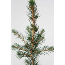 Ялина колюча Глаука Місті Блю | Picea pungens Glauca Misty Blue | Ель колючая Глаука Мисти Блю