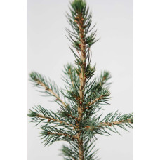 Ялина колюча Глаука Місті Блю | Picea pungens Glauca Misty Blue | Ель колючая Глаука Мисти Блю