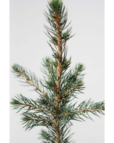 Ялина колюча Глаука Місті Блю | Picea pungens Glauca Misty Blue | Ель колючая Глаука Мисти Блю