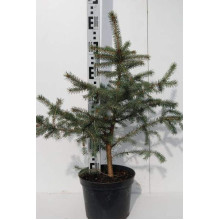 Ялина колюча Глаука Місті Блю | Picea pungens Glauca Misty Blue | Ель колючая Глаука Мисти Блю