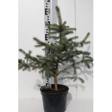 Ялина колюча Глаука Місті Блю | Picea pungens Glauca Misty Blue | Ель колючая Глаука Мисти Блю