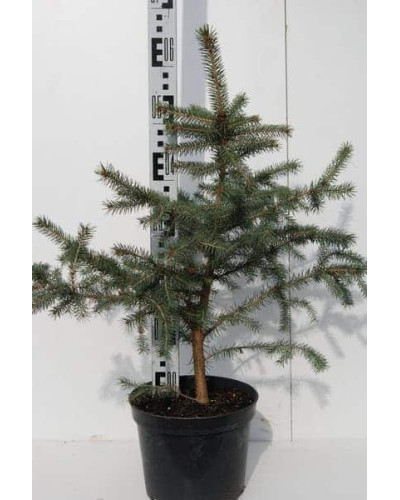 Ялина колюча Глаука Місті Блю | Picea pungens Glauca Misty Blue | Ель колючая Глаука Мисти Блю