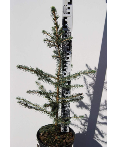 Ялина колюча Глаука Місті Блю | Picea pungens Glauca Misty Blue | Ель колючая Глаука Мисти Блю