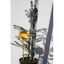 Ялина колюча Глаука Місті Блю | Picea pungens Glauca Misty Blue | Ель колючая Глаука Мисти Блю
