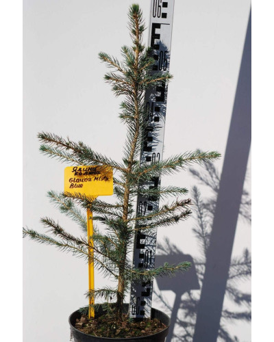 Ялина колюча Глаука Місті Блю | Picea pungens Glauca Misty Blue | Ель колючая Глаука Мисти Блю