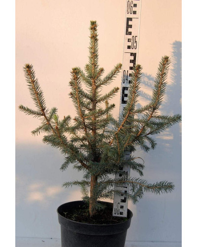 Ялина колюча Глаука Місті Блю | Picea pungens Glauca Misty Blue | Ель колючая Глаука Мисти Блю
