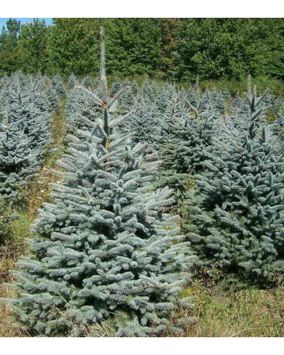 Ялина колюча Глаука Місті Блю | Picea pungens Glauca Misty Blue | Ель колючая Глаука Мисти Блю