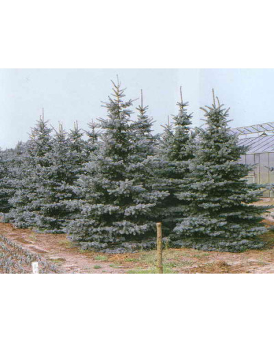 Ялина колюча Глаука Місті Блю | Picea pungens Glauca Misty Blue | Ель колючая Глаука Мисти Блю