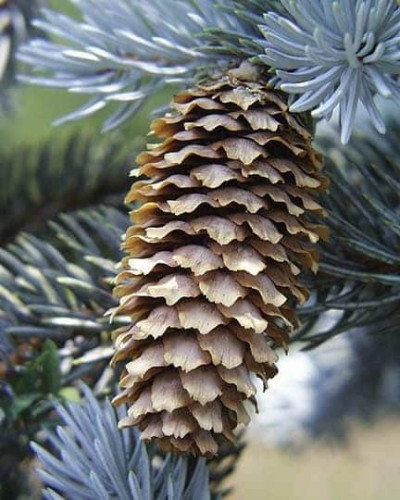 Ялина колюча Глаука Місті Блю | Picea pungens Glauca Misty Blue | Ель колючая Глаука Мисти Блю