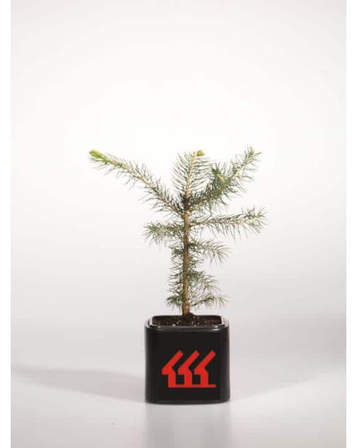 Ялина колюча Глаука Місті Блю | Picea pungens Glauca Misty Blue | Ель колючая Глаука Мисти Блю