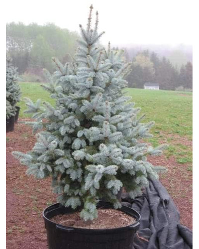 Ялина колюча Глаука Місті Блю | Picea pungens Glauca Misty Blue | Ель колючая Глаука Мисти Блю