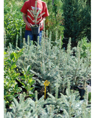 Ялина колюча Глаука Місті Блю | Picea pungens Glauca Misty Blue | Ель колючая Глаука Мисти Блю