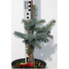 Ялина колюча Шовенхорст | Picea pungens Schovenhorst | Ель колючая Шовенхорст