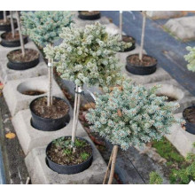 Ялина колюча Токарз | Ель колючая Токарз | Picea pungens Tokarz