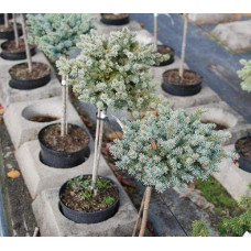 Ялина колюча Токарз | Ель колючая Токарз | Picea pungens Tokarz