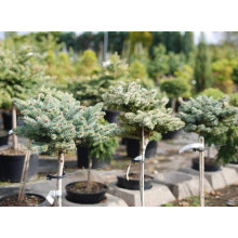 Ялина колюча Токарз | Ель колючая Токарз | Picea pungens Tokarz