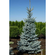 Ялина колюча Омега | Picea pungens Omega | Ель колючая Омега