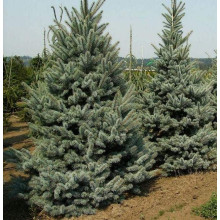 Ялина колюча Омега | Picea pungens Omega | Ель колючая Омега