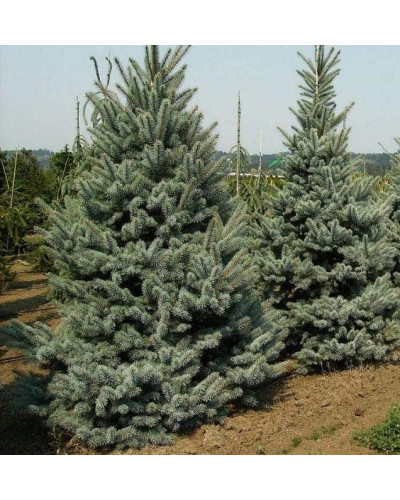 Ялина колюча Омега | Picea pungens Omega | Ель колючая Омега