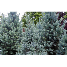 Ялина колюча Омега | Picea pungens Omega | Ель колючая Омега