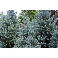 Ялина колюча Омега | Picea pungens Omega | Ель колючая Омега