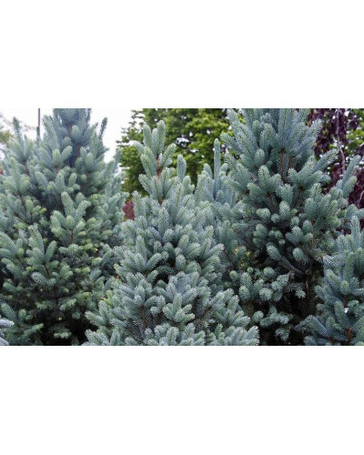 Ялина колюча Омега | Picea pungens Omega | Ель колючая Омега